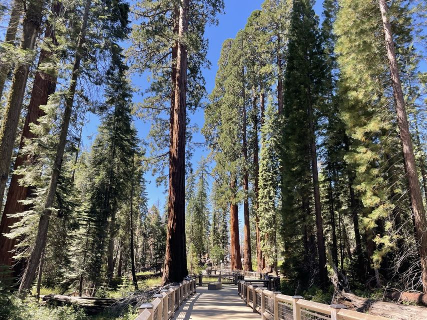 Yosemite, Giant Sequoias, Private Tour From San Francisco - Accessibility and Health Considerations