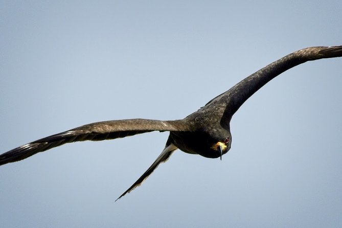 1-Hour Air Boat Ride and Nature Walk With Naturalist in Everglades National Park - Common questions