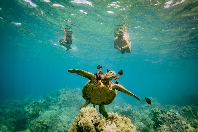 4-HR Molokini Crater Turtle Town Snorkeling Experience - Common questions