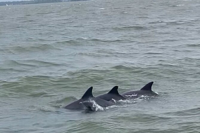 90-Minute Private Dolphin Tour in Hilton Head Island - Final Words