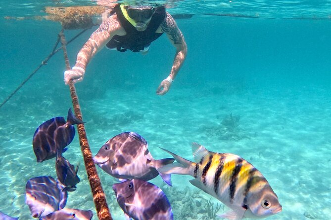 Akumal; Snorkeling and Photos With Turtles - Common questions