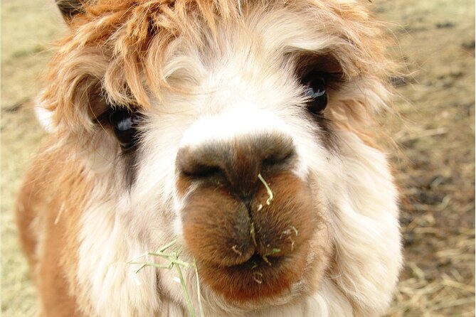 Alpaca and Llama Farm Tour - Recommendations