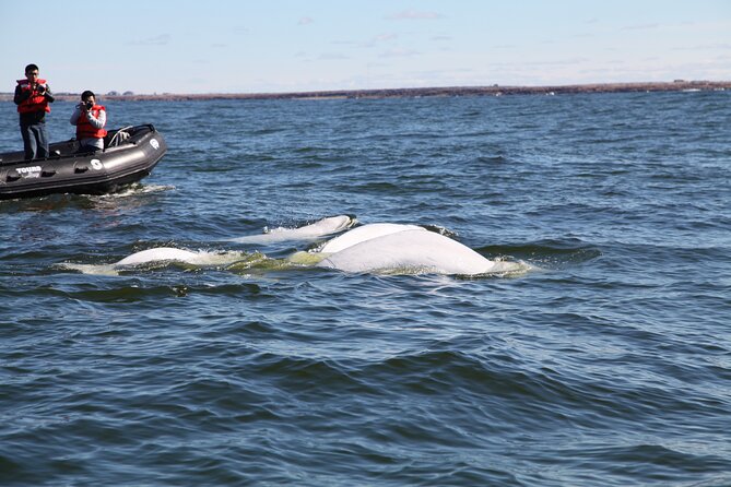 Belugas, Bears and Blooms in Churchill Manitoba - Common questions