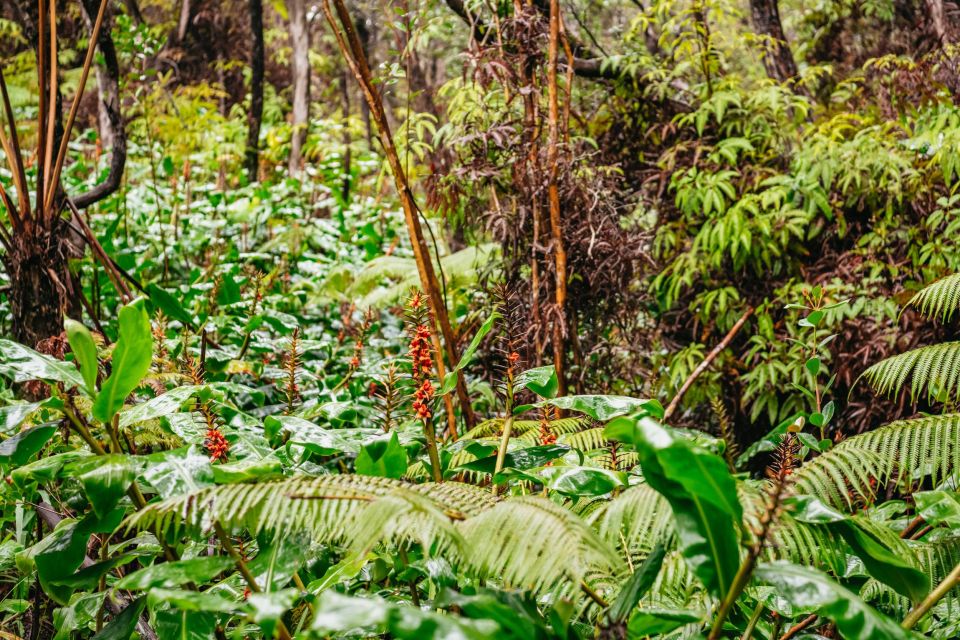 Big Island: Nature's Haven: Volcano Hike in National Park! - Final Words