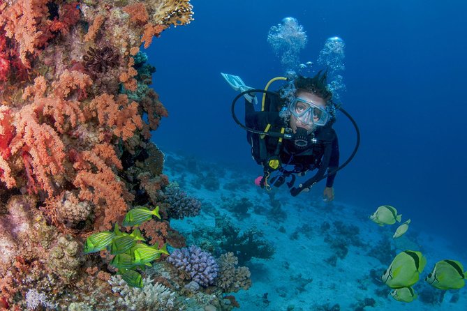 Cabo San Lucas Beginner Scuba Diving Experience - Common questions