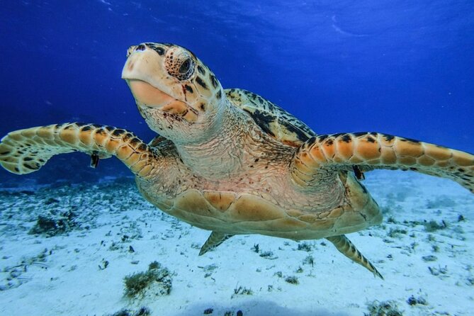 El Cielo Cozumel Snorkeling by Private Boat - Group Experience and Guide/Captain Highlights