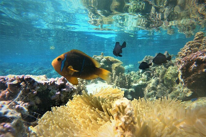 Enjoy Snorkeling With Our Multicolors Fishes in TAHAA FAMOUS CORAL GARDEN - Common questions