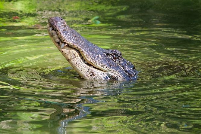 Everglades Day Safari From Ft Lauderdale - Common questions