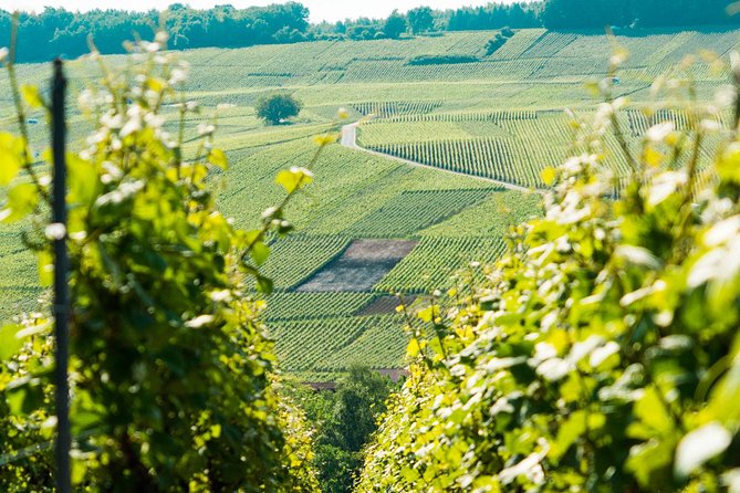French Champagne Tour From Paris With Nicolas Feuillatte - Common questions