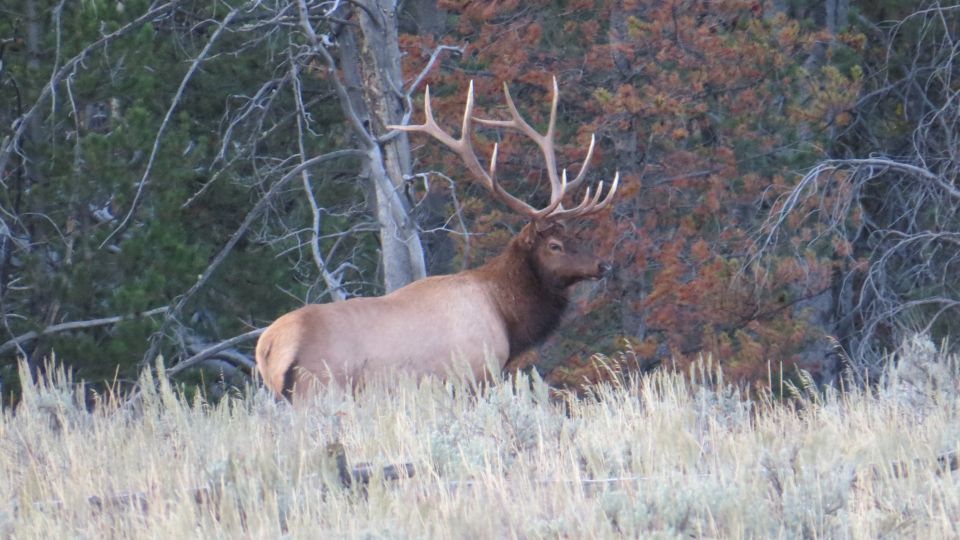 From Jackson: Yellowstone Day Tour Including Entrance Fee - Final Words