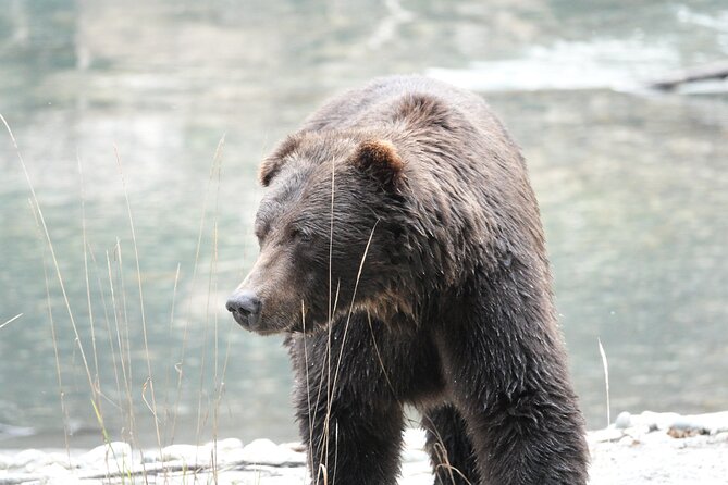 Full Day Grizzly Bear Tour to Toba Inlet - Common questions