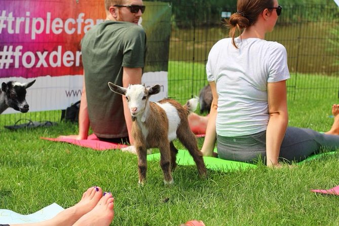 Goat Yoga and Wine Tasting - Booking Information and Pricing