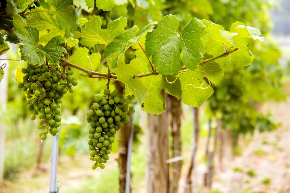 Grape Grazing: Wachau Valley Winery Biking Tour - Booking Details and Cancellation Policy