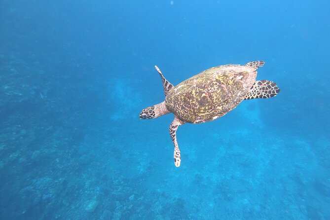 Half-Day Snorkeling Tour From Papeete - Common questions