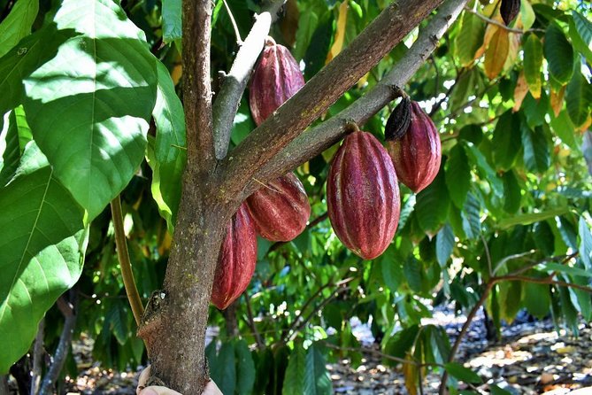 Holualoa Coffee and Chocolate Plantation 2-hour Guided Tour  - Big Island of Hawaii - Common questions