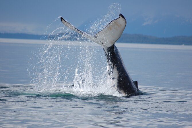 Hoonah Whale-Watching Cruise - Final Words