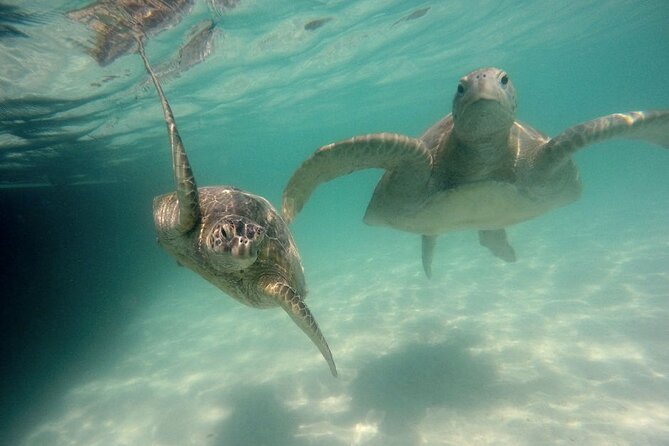 Kaneohe Sandbar Snorkeling Tour, 2nd Tour - Final Words