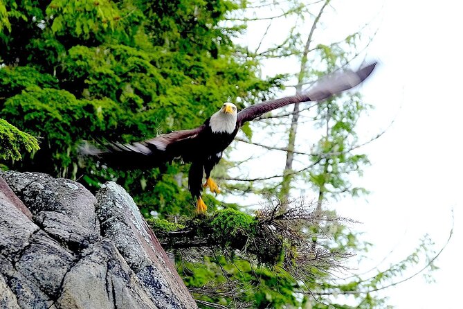 Ketchikan Electric Bike and Rain Forest Hike Ecotour - Common questions