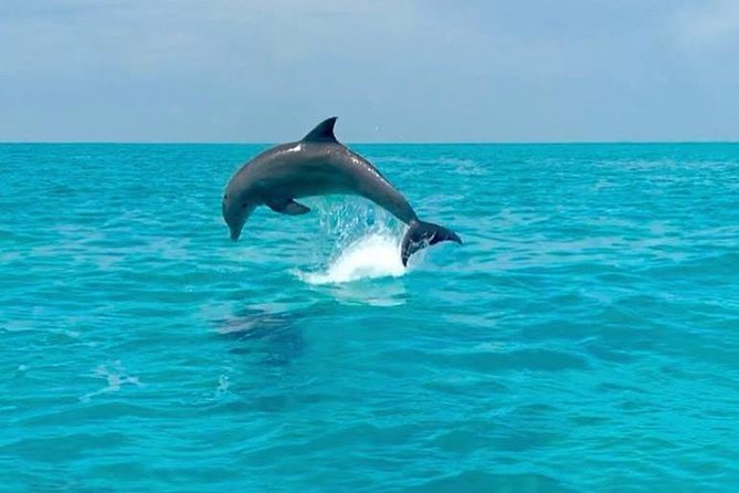 Key West Dolphin Watch and Snorkel Cruise - Booking Information