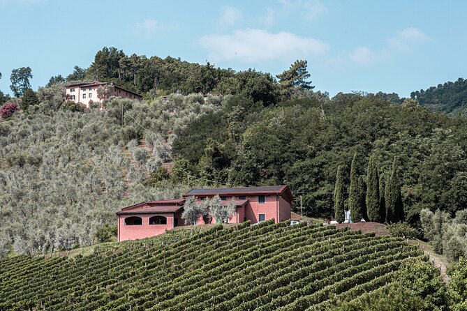 Lucca: Wine Tasting Experience - Tenuta Adamo Winery - Final Words