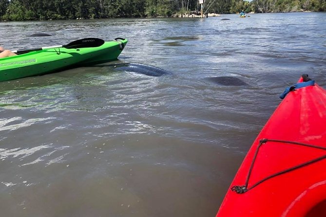 Manatee and Dolphin Kayaking Encounter - Final Words