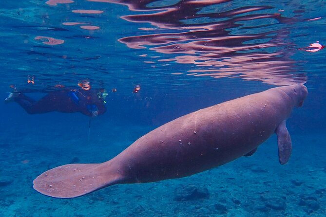 Manatee Snorkel Tour From American Pro Diving Center - Maximum Travelers Per Tour