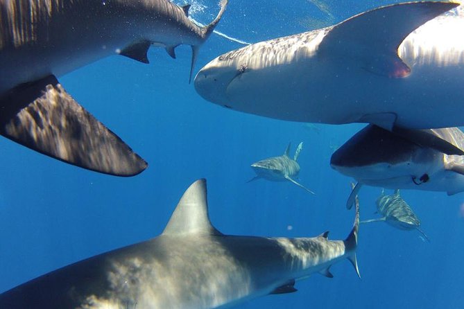 Oahu Shark Dive - Logistics for a Seamless Experience