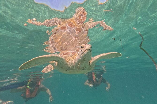 Private Snorkeling With Sea Turtles in Akumal Beach - Tour Location Details