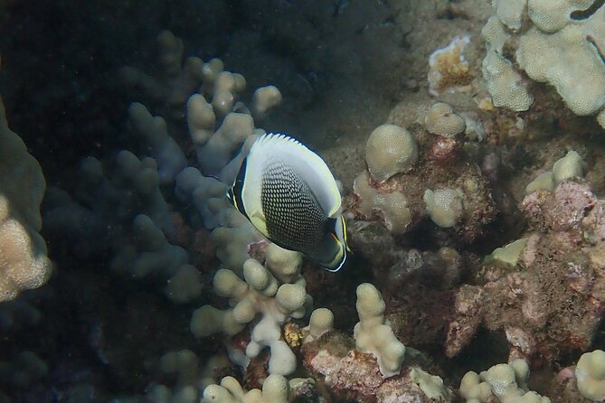 Private South Maui Turtle Town Snorkeling and Kayaking Tour - Final Words