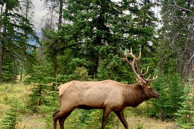 Private Tour for up to 24 Guests of Lake Louise and the Icefield Parkway - Common questions