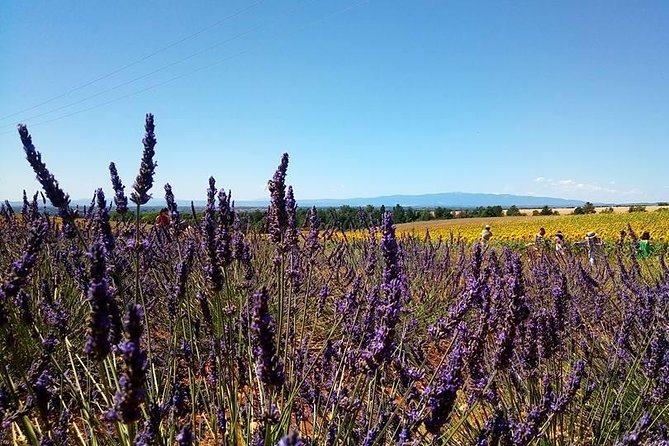 Provence Lavender Fields Tour From Aix-En-Provence - Farm Visits and Local Products