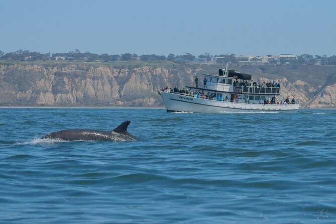 San Diego Whale Watching Tour - Final Words