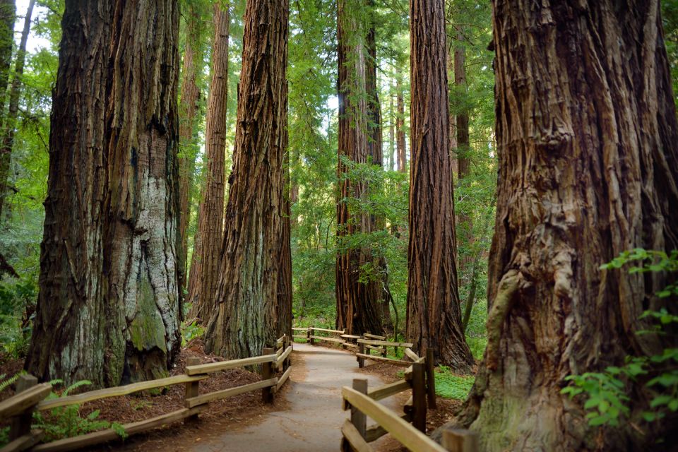 San Francisco: Private Muir Woods and Sausalito Tour - Reviews and Experience