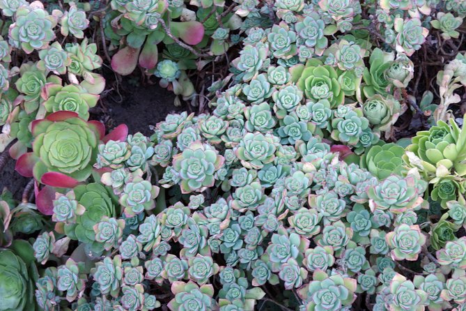 San Francisco Staircases and Gardens Small-Group Walking Tour - Memorable Moments