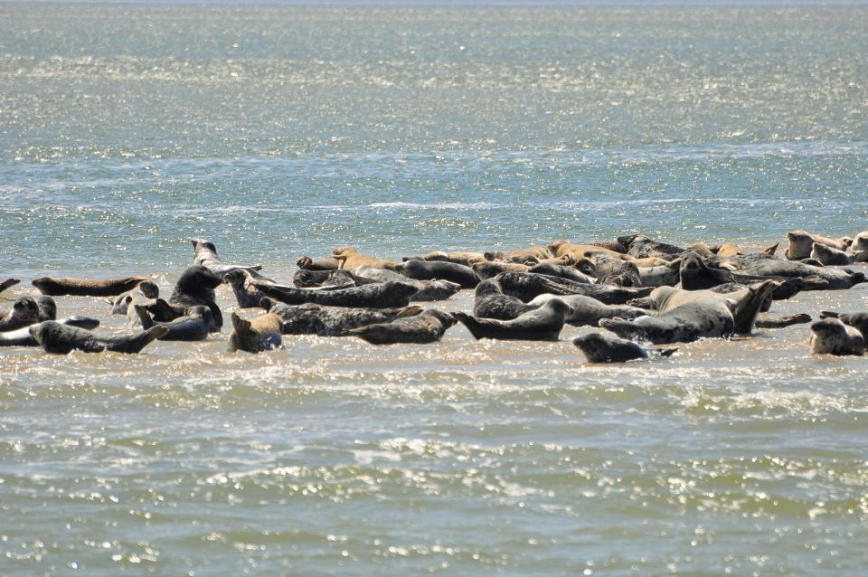 Small Group Full Day Island Tour to Texel From Amsterdam - Final Words