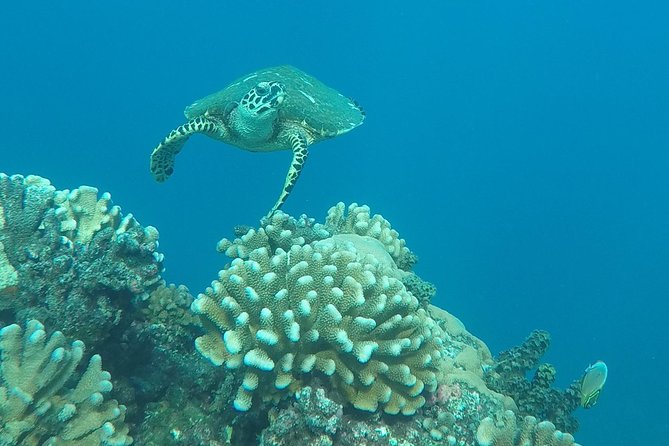 Small-Group Morning Snorkeling Tour to See Turtles  - Tahiti - Weather Considerations