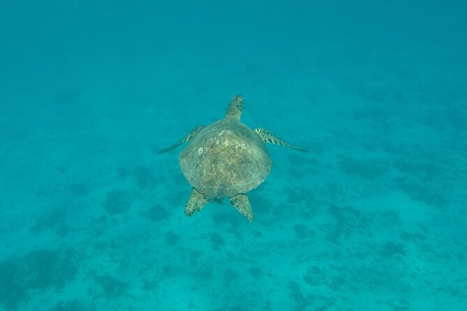 Snorkeling Excursion and Encounter With Marine Fauna in Moorea - Snorkeling With Turtles and Stingrays