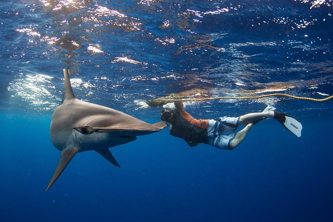 Snorkeling or Swimming With Sharks in Cabo San Lucas - Final Words