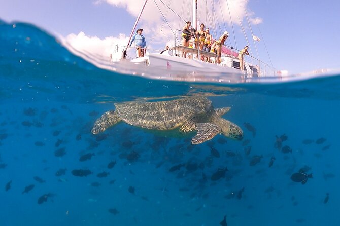 Turtle Snorkeling Adventure in Waikiki (Boat Tour) - Common questions