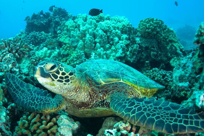 Turtle Town Snorkel With Photo and Video - Deceptive Advertising and Safety Concerns