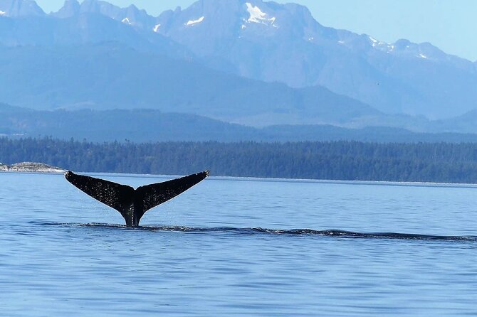 Vancouver Island Whales, Wildlife and Culture - Common questions