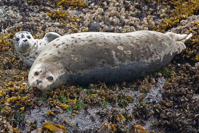 Victoria Marine Wildlife Tour - Refund Details