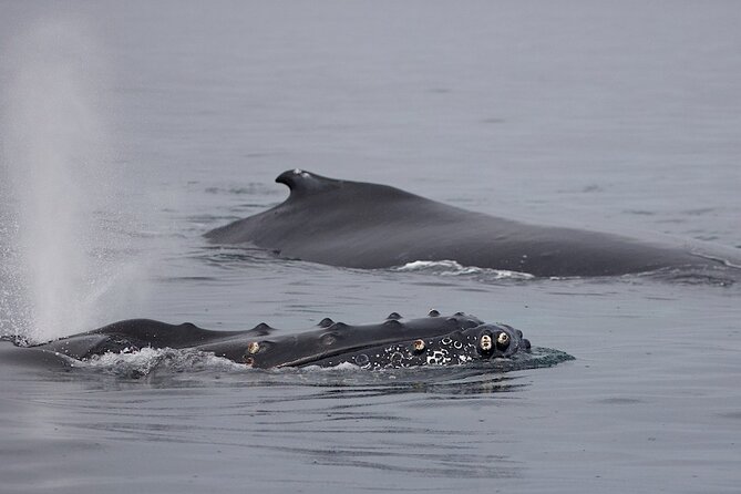 Victoria Shore Excursion: Whale-Watching Cruise With Expert Naturalist Guides - Visual Highlights