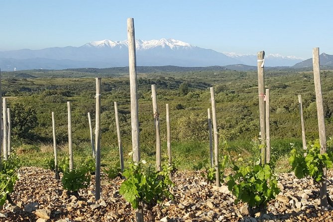 Walks in the Heart of the Secret Vineyards Around Collioure, Tastings - Final Words