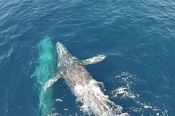 Whale Watching Excursion in Dana Point - Departure Details