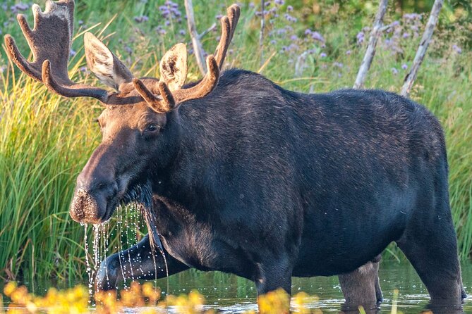 Yellowstone National Park Tour From Jackson Hole - Final Words