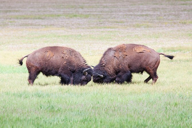 Yellowstone Wildlife Safari From Bozeman - Private Tour - Final Words