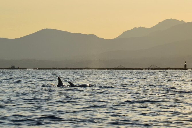 A Small-Group Kayaking Tour With Snorkeling and Aperitivo  - Sardinia - Common questions