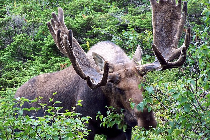 Canmore Wildlife Safari Drive and Walk in the Rocky Mountains - Final Words