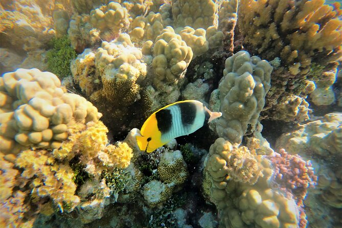 Enjoy Snorkeling With Our Multicolors Fishes in TAHAA FAMOUS CORAL GARDEN - Final Words